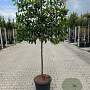Prunus l. 'Novita' 120 cm stam 25L lei 120x120