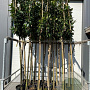 Prunus l. 'Novita' 200 cm stam 25L Leivorm