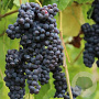 Vitis 'Glenora' 150-175 cm vierkant rond 5,5L
