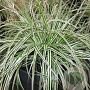 Carex oshim. 'Fiwhite' GM P9