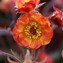 Geum 'Alabama Slammer' GM P9