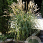 Miscanthus sin. 'Yaku Jima' GM P9