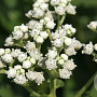 Parthenium integrifolium GM P9