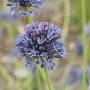 Allium caeruleum GM P9