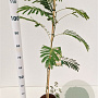 Albizia julibrissin 80-100 cm 3,0L