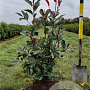 Photinia fraseri 'Red Robin' 60-80 cm met kluit