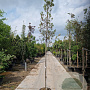Quercus ilex 6-8 HO 35L