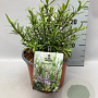 Hebe 'Warleyensis' GM 2,0L