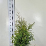 Thuja occ. 'Brabant' 80-100 cm met kluit