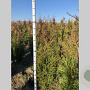 Thuja pl. 'Atrovirens' 125-150 cm met kluit