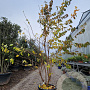 Prunus subh. 'Autumnalis Rosea' 250-300 cm container meerstammig