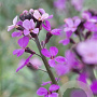 Erysimum 'Bowles' Mauve' GM P9