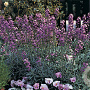Erysimum 'Bowles' Mauve' GM P9