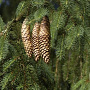 Picea abies 40-60 cm wortelgoed struik