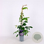 Wisteria sinensis 'Prolific' 70 cm 2,0L