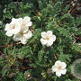 Erodium chrysanthum GM P9