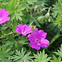 Geranium sang. 'Feu d'Automne' GM P9