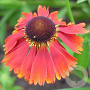 Helenium 'Flammendes Käthchen' GM P9