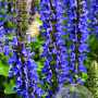 Salvia nemorosa 'Sensation Medium Deep Blue' GM  P11