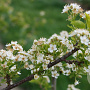 Prunus mahaleb 40-60 cm wortelgoed struik