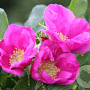 Rosa rugosa 60-80 cm wortelgoed struik