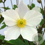 Anemone 'Wild Swan' GM P9