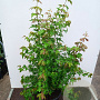 Acer buergerianum 125-150 cm 20L