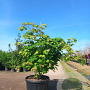Acer japonicum 'Aconitifolium' 125-150 cm cont. 180L solitair