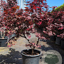 Acer pal. 'Bloodgood' 100-125 cm container meerstammig