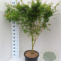 Acer pal. 'Sangokaku' 100-125 cm 20L
