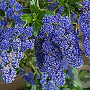 Ceanothus 'Cascade' 175-200 cm 20L 3 stok