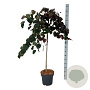 Cercis can. 'Ruby Falls' 120 cm stam 15L