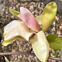 Magnolia 'Flamingo' 125-150 cm 20L