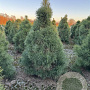 Pinus sylvestris 125-150 cm draadkluit