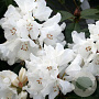 Rhododendron (Y) 'Helene' 90 cm stam 7,5L