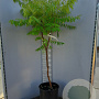 Rhus typhina Tiger Eyes 80-100 cm 20L