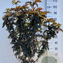Sambucus nigra Black Tower 100-125 cm 20L
