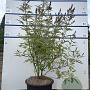 Vitex agnus-castus 80-100 cm 20L