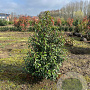 Prunus l. 'Angustifolia' 125-150 cm met kluit