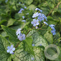 Brunnera macr. 'Sea Heart' GM 2,0L