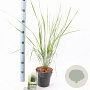 Calamagrostis acut. 'Karl Foerster' 30-40 cm 2,0L