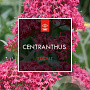 Centranthus ruber 'Coccineus' GM 2,0L