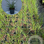 Cortaderia s. 'Pumila' GM 2,0L