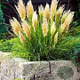 Cortaderia s. Tiny Pampa Gold GM 2,0L