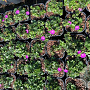Geranium sang. 'Max Frei' GM 2,0L