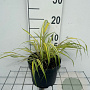 Hakonechloa macra 'Aureola' GM 2,0L