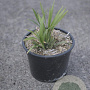 Liriope muscari 'Ingwersen' GM 2,0L