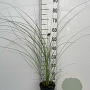 Miscanthus sin. 'Morning Light' GM 2,0L