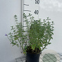 Nepeta 'Six Hills Gold' GM 2,0L