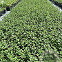 Nepeta 'Walker's Low' GM 2,0L